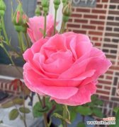 探索玫瑰花颜色的情感语言 不同颜色玫瑰花的寓意与意义