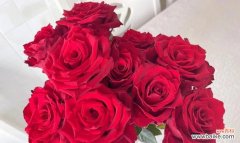 一朵朵五彩斑斓的花海，沉浸在花语的世界里 不同颜色玫瑰花的含义