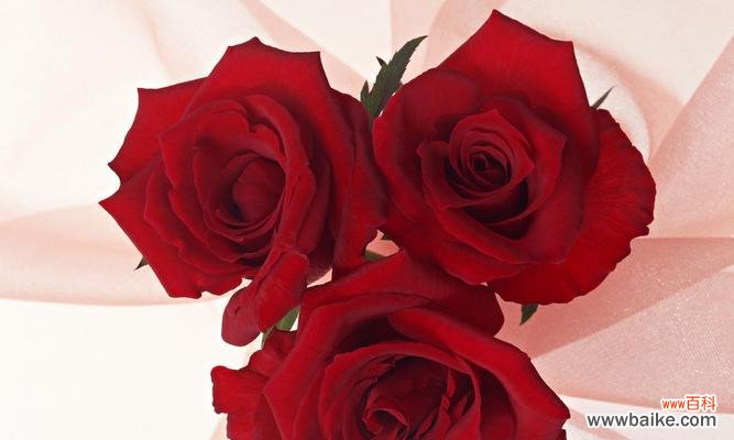 一朵朵五彩斑斓的花海,沉浸在花语的世界里 不同颜色玫瑰花的含义