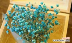 星花语 缤纷星光