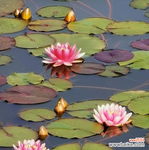 探索不同颜色睡莲的美丽与意义 睡莲的花语与寓意