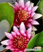 探索不同颜色睡莲的美丽与意义 睡莲的花语与寓意