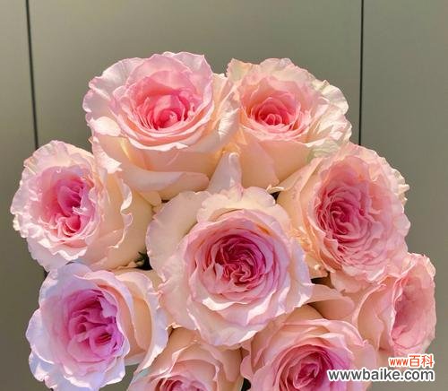 用花语传递情感,每一种颜色都有它的意义 色彩缤纷的玫瑰花语