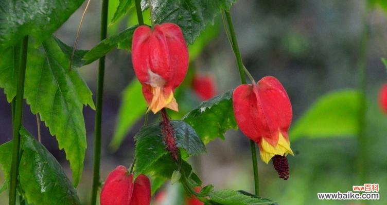 探寻灯笼花的文化内涵及象征意义 灯笼花的寓意与象征