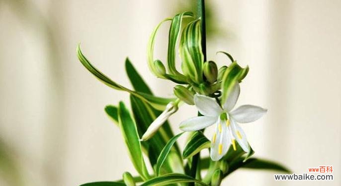 探寻吊兰的花语与象征意义 吊兰花语与代表意义