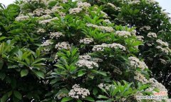 探索以冬青开花的美与祥和 以冬青开花，风水寓意深远