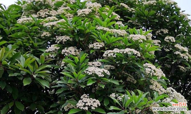 探索以冬青开花的美与祥和 以冬青开花,风水寓意深远