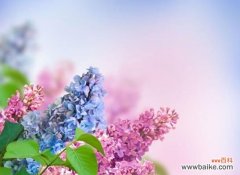 以丁香花为媒介 丁香花的象征意义及文化内涵