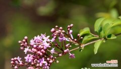 丁香花的花语及其深层含义 丁香花语之美