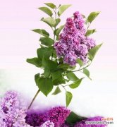 探索丁香花的隐含寓意 丁香花的花语及代表意义