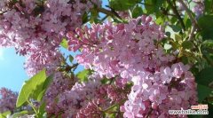 探索丁香花的寓意与象征 丁香花的花语和意义