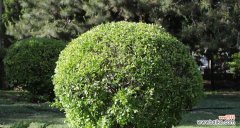 揭秘冬青树在风水中的神奇能量 冬青树风水之力