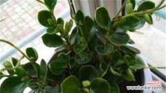 揭开豆瓣绿开花的神秘面纱 豆瓣绿开花好不好