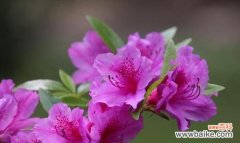 探究杜鹃花的花语及象征意义 杜鹃花的花语及象征意义