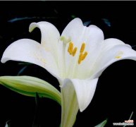 9朵白色百合花代表什么？它的寓意有哪些？