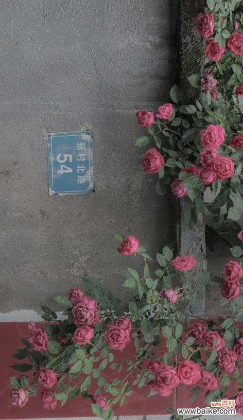 哪种花代表了束缚的爱情？