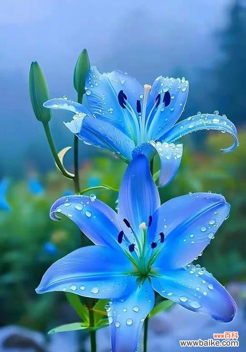 白色鱼象征的花是什么？这种花的寓意你知道吗？