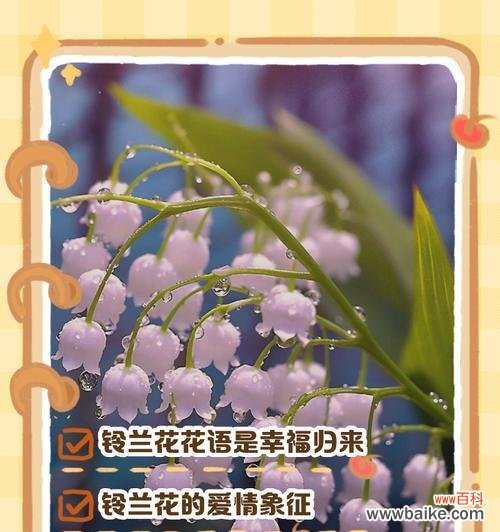 白色鱼象征的花是什么？这种花的寓意你知道吗？