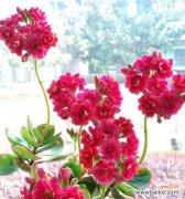 为什么红色的花会象征死亡？这种寓意有何历史背景？