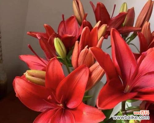 为什么红色的花会象征死亡？这种寓意有何历史背景？