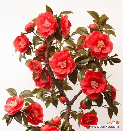 为什么红色的花会象征死亡？这种寓意有何历史背景？