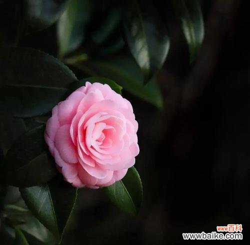 戴黑色的花有什么特别寓意？黑色花的象征意义是什么？