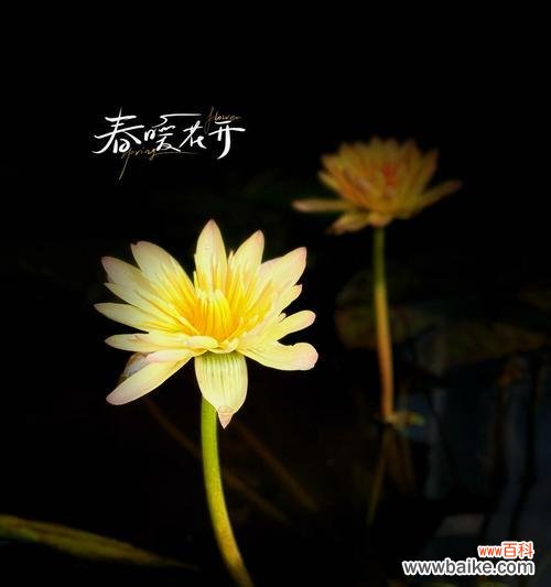 戴黑色的花有什么特别寓意？黑色花的象征意义是什么？