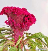 红色鸡冠花的花语和寓意是什么？