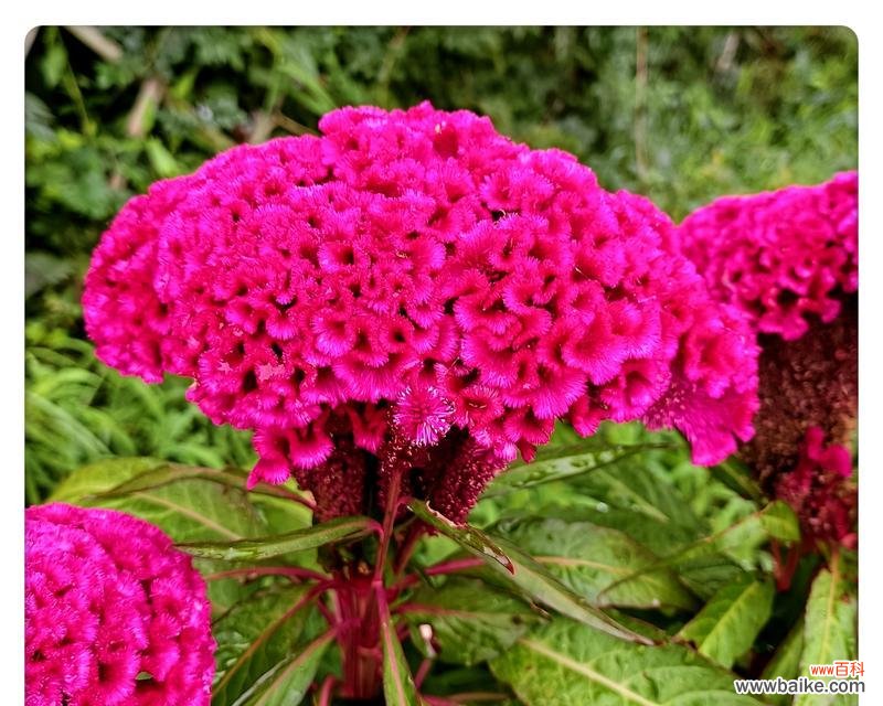 红色鸡冠花的花语和寓意是什么?