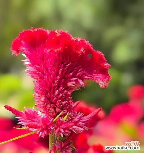 红色鸡冠花的花语和寓意是什么?