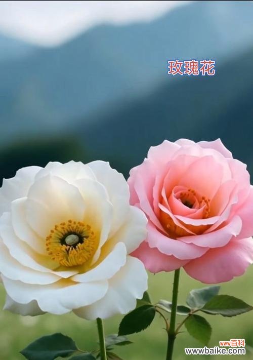 紫色订婚手捧花代表什么?紫色订婚手捧花的寓意是什么?
