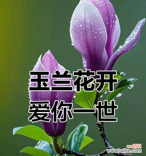 紫色订婚手捧花代表什么?紫色订婚手捧花的寓意是什么?