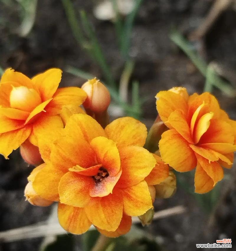 哪种花象征一生平安？一生平安的花有哪些？