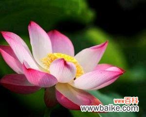 哪种花象征一生平安？一生平安的花有哪些？