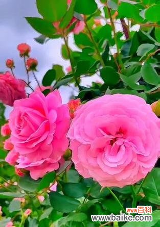 哪种花象征一生平安？一生平安的花有哪些？