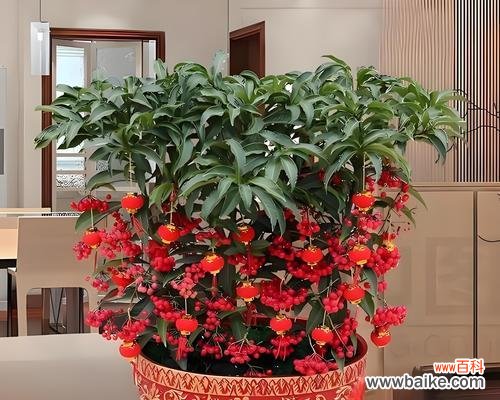 吉祥的花有哪些？它们各自代表什么？