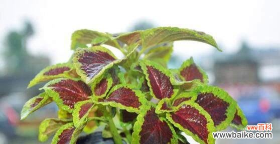 彩叶草的花语与情感,健康和希望息息相关 彩叶草的花语传递的深刻含义