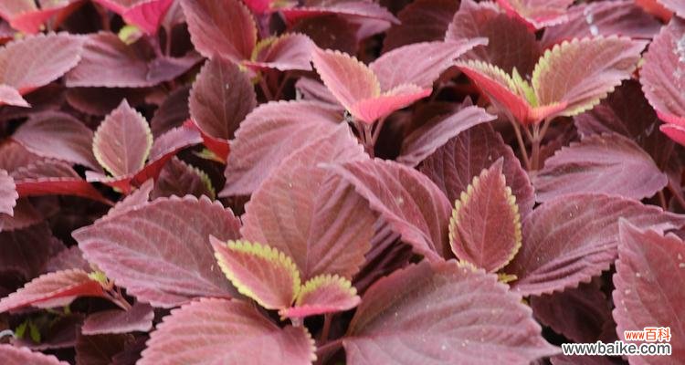 彩叶草的花语与情感,健康和希望息息相关 彩叶草的花语传递的深刻含义