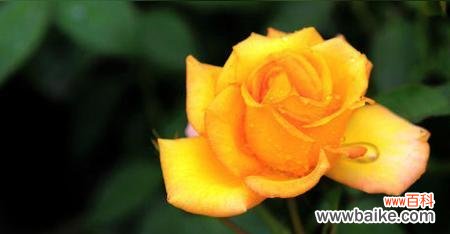 用花语解读彩色玫瑰的情感世界 彩色玫瑰花语的美丽与寓意