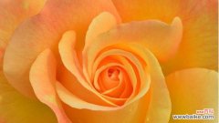 用花语解读彩色玫瑰的情感世界 彩色玫瑰花语的美丽与寓意