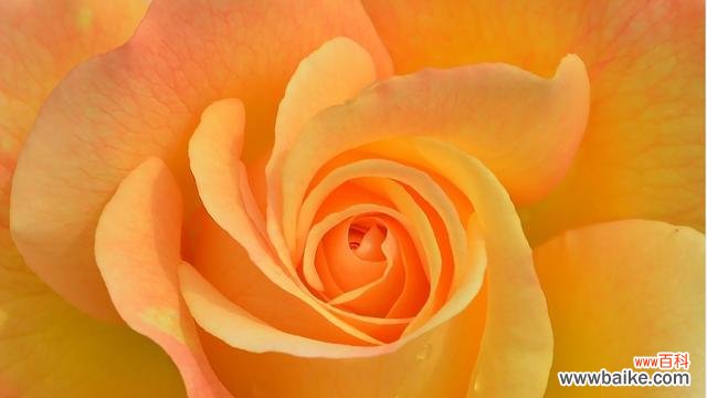 用花语解读彩色玫瑰的情感世界 彩色玫瑰花语的美丽与寓意