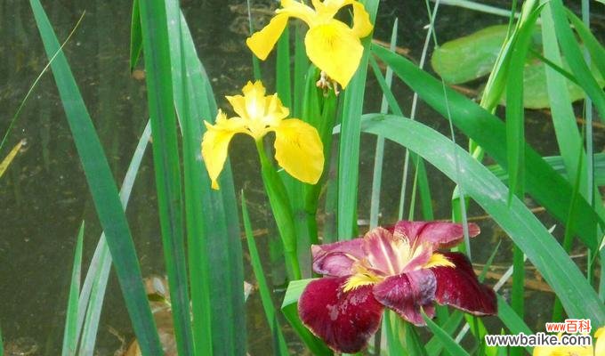 揭秘菖蒲花的隐藏寓意与文化内涵 菖蒲花的象征意义和花语