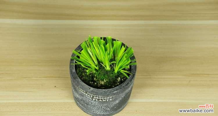 揭秘菖蒲花的隐藏寓意与文化内涵 菖蒲花的象征意义和花语