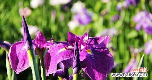 揭秘菖蒲花的隐藏寓意与文化内涵 菖蒲花的象征意义和花语