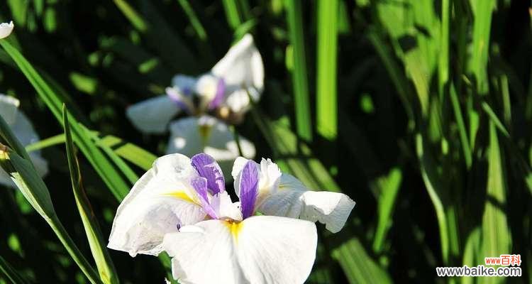 菖蒲花的含义、传说和文化意义 菖蒲花花语