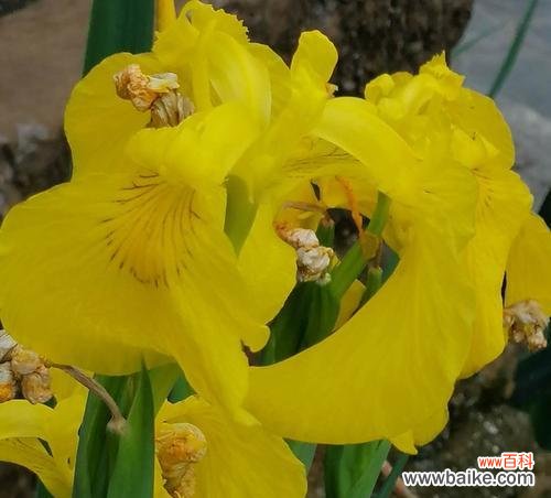 菖蒲花的含义、传说和文化意义 菖蒲花花语