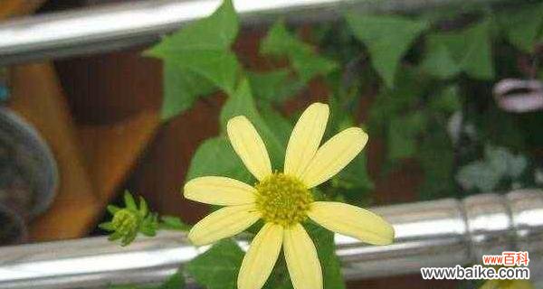 探寻常春藤花语的深意 常春藤花语