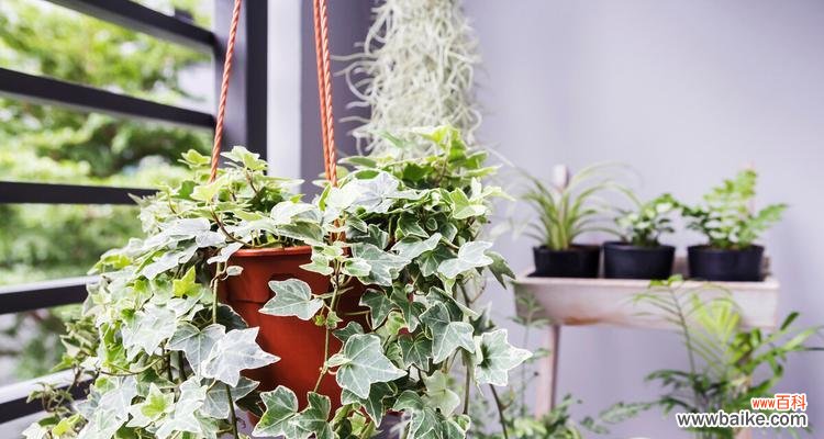 探寻常春藤花语的深意 常春藤花语