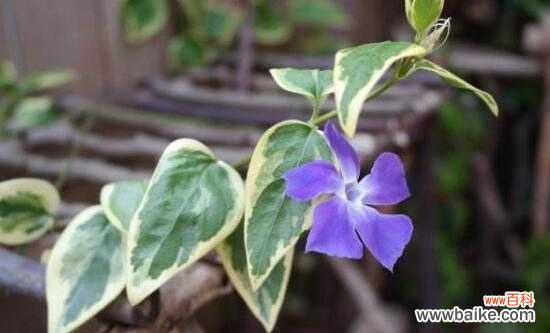 探寻常春藤的神秘花语，传递爱与坚持 常春藤的花语与寓意