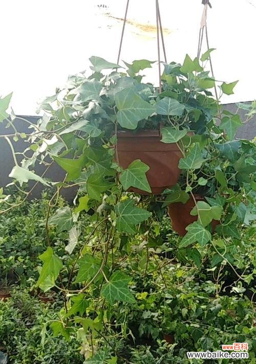 探寻常春藤的神秘花语，传递爱与坚持 常春藤的花语与寓意